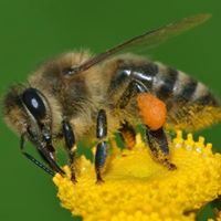 Beekeeping 101: Is Beekeeping For Me?