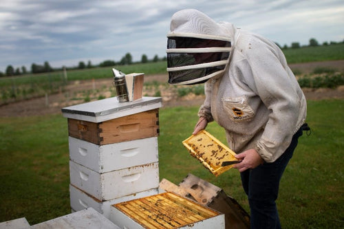 Intro to beekeeping - Seminar:  Saturday January 21, 2023 1 PM